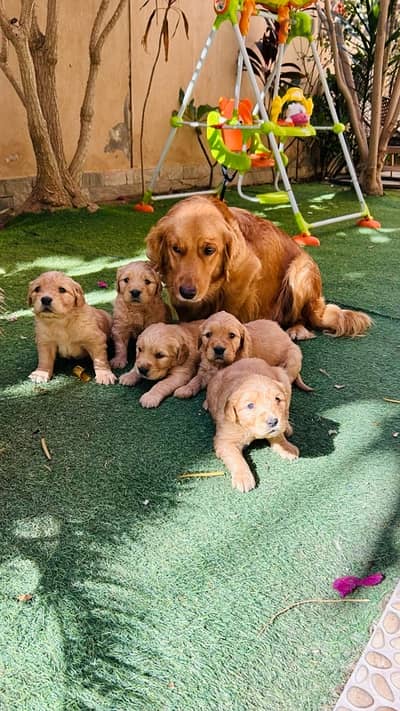 Golden Retriever puppies for sale