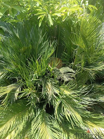 Sago palm نخيل للزينة