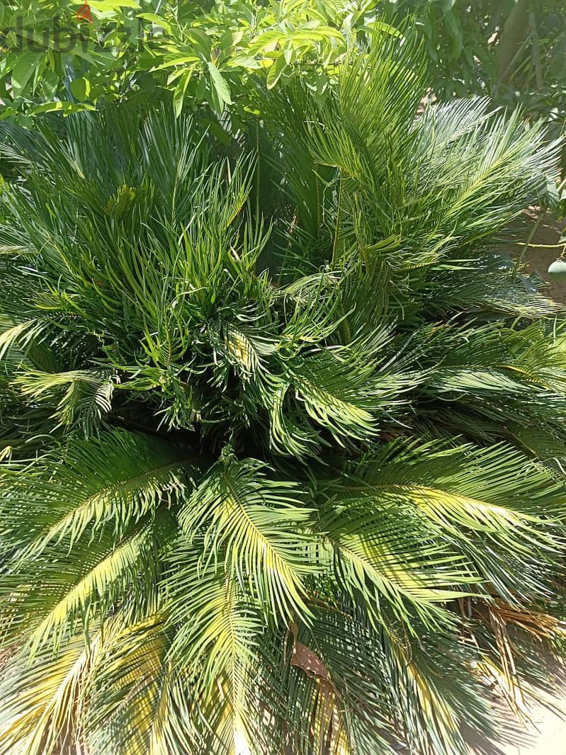 Sago palm نخيل للزينة 1