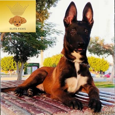 جراوي مالينوا متاحة الآن في القاهرة Malinois