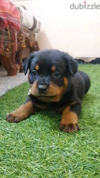 كلب روت وايلر الماني Rottweiler male & female