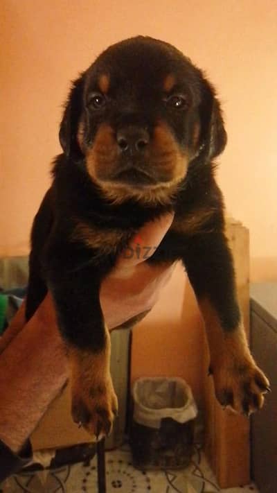 كلب روت وايلر  Rottweiler puppies