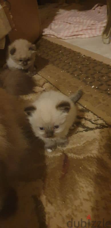 Scottish fold and hamalayan kittens