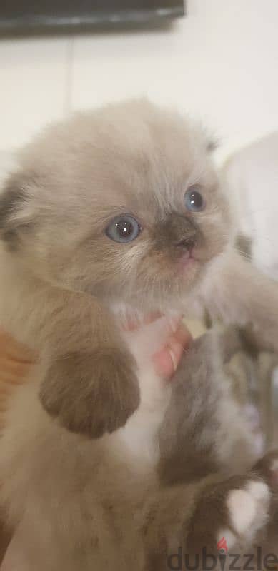 Scottish fold and hamalayan kittens 1