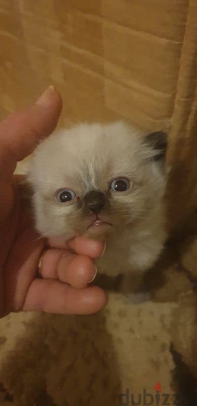 Scottish fold and hamalayan kittens 2