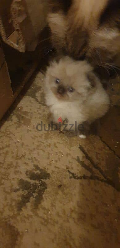 Scottish fold and hamalayan kittens 3