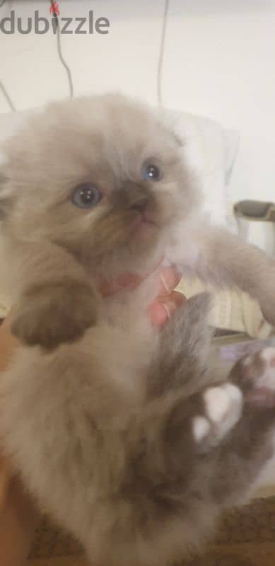 Scottish fold and hamalayan kittens 4