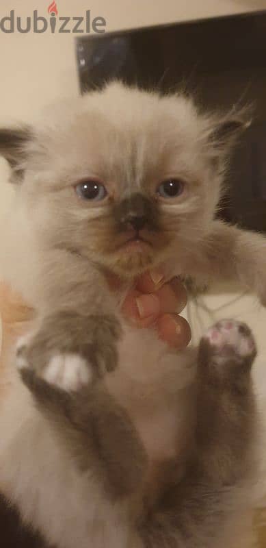 Scottish fold and hamalayan kittens 5