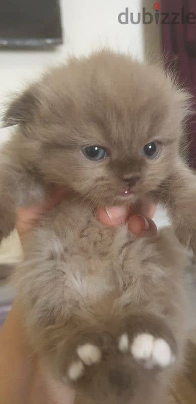 Scottish fold and hamalayan kittens 6