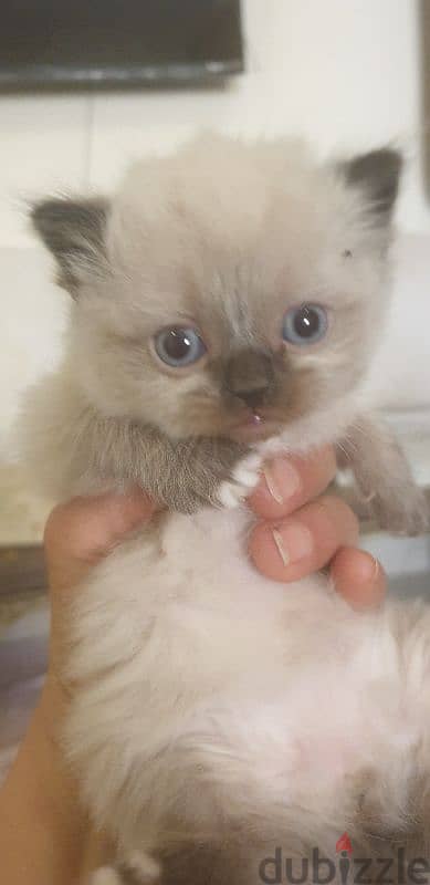 Scottish fold and hamalayan kittens 7