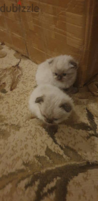 Scottish fold and hamalayan kittens 8