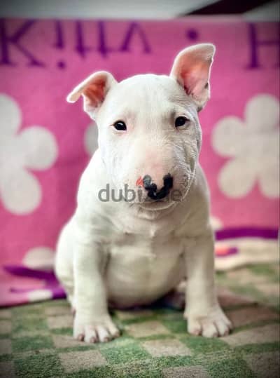 MINI BULL TERRIER