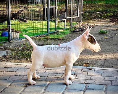 MINI BULL TERRIER