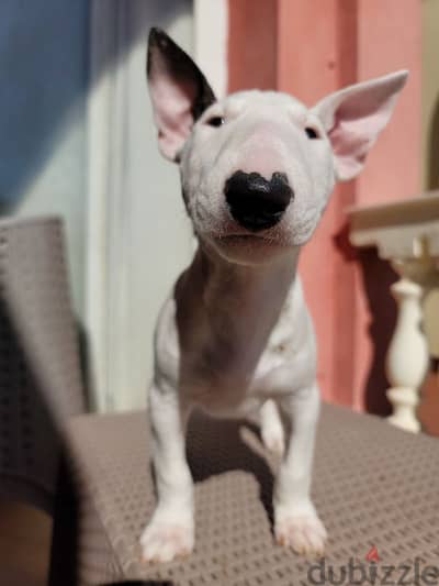 MINIATURE ENGLISH BULL TERRIER