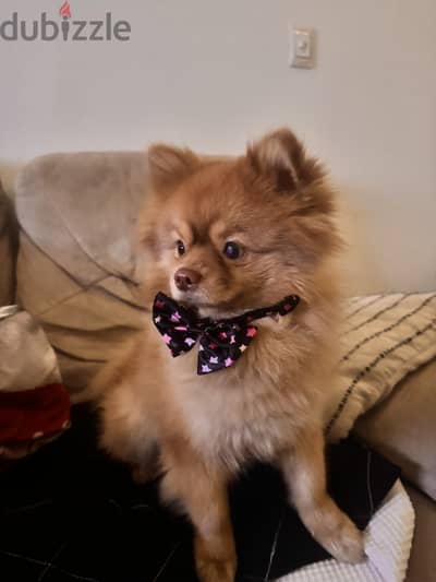 Male pomeranian for marriage