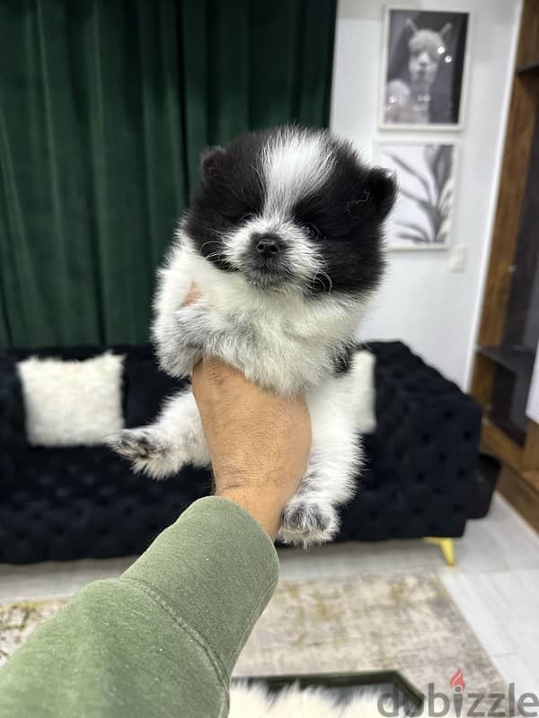 Pomeranian بومرينيان بودل poodle 0