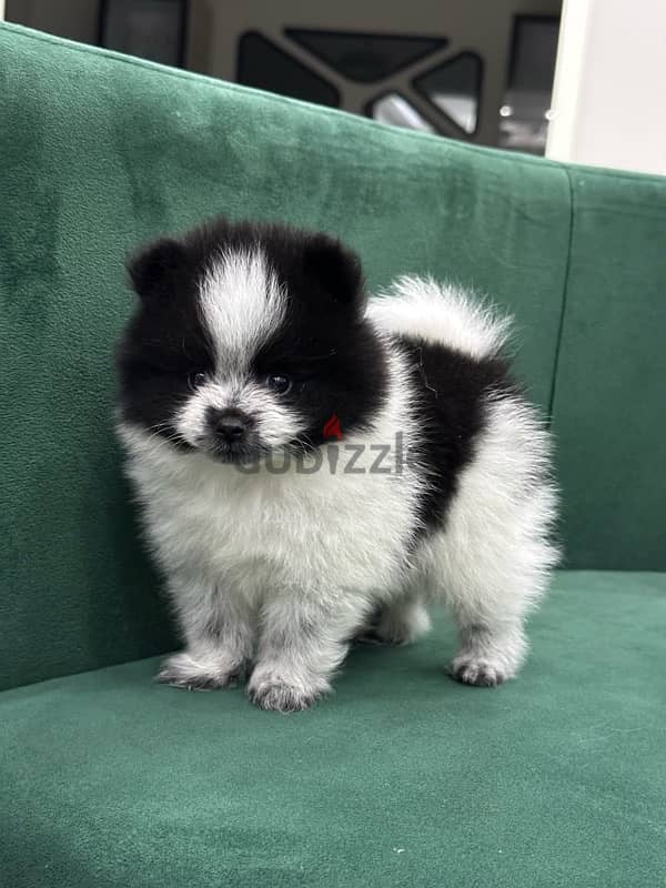 Pomeranian بومرينيان بودل poodle 1