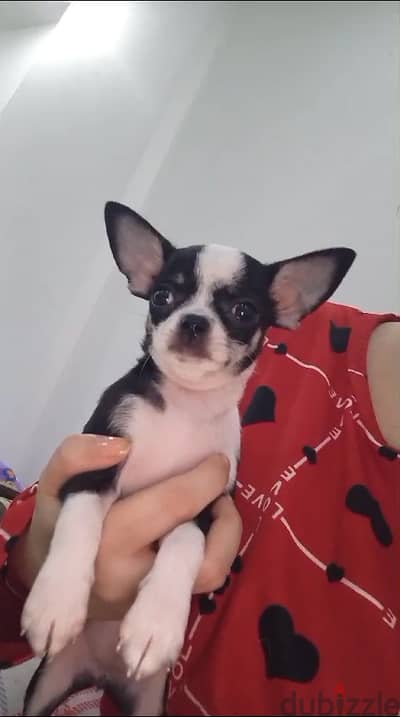 female Chihuahua