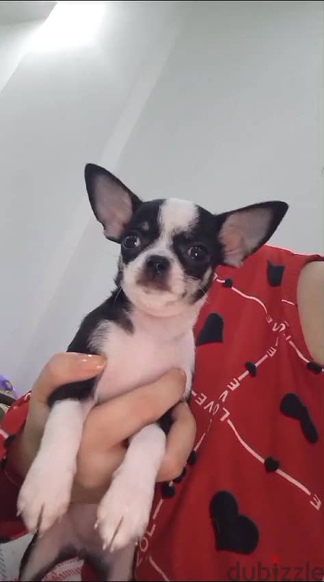 female Chihuahua last one available 0