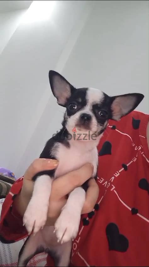 female Chihuahua last one available 1