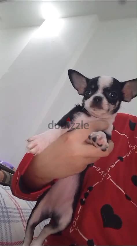 female Chihuahua last one available 2