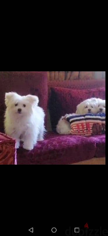 مينى مالتيز بنت, Mini Maltese female