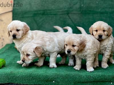 golden retrivar