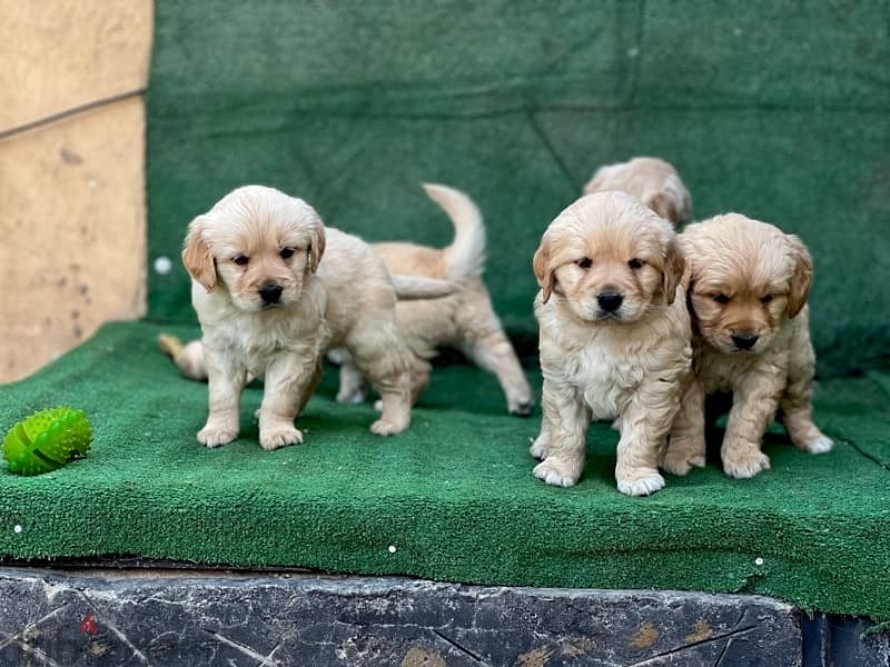 golden retrivar 1