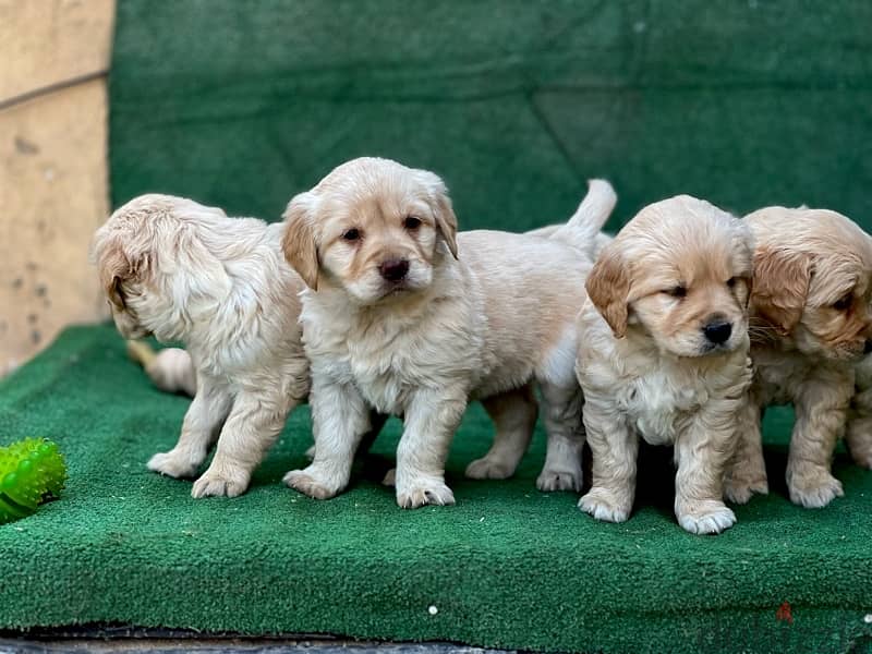 golden retrivar 2