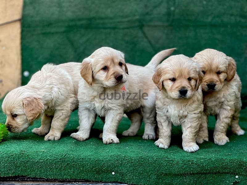 golden retrivar 3