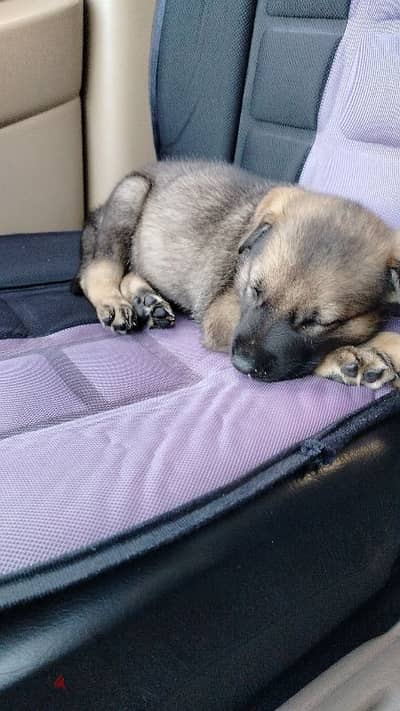 جرو جيرمن سيبل German Sable Puppy