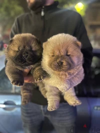 chow chow