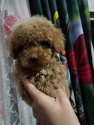 poodle color : brown toy poodle بودل توي بودل