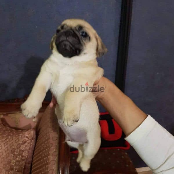 كلب pug بيور 2