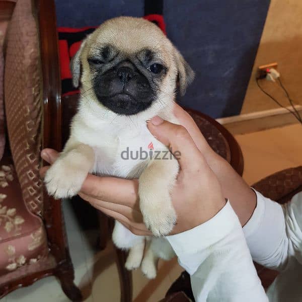 كلب pug بيور 3