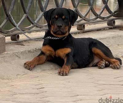 Rottweiler