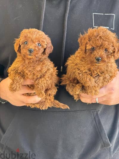 Toy Poodle Dog Puppy For Sale