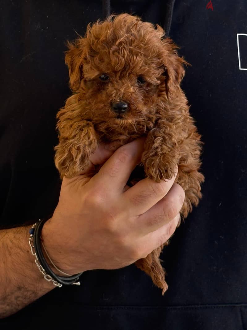 Toy Poodle Dog Puppy For Sale 1