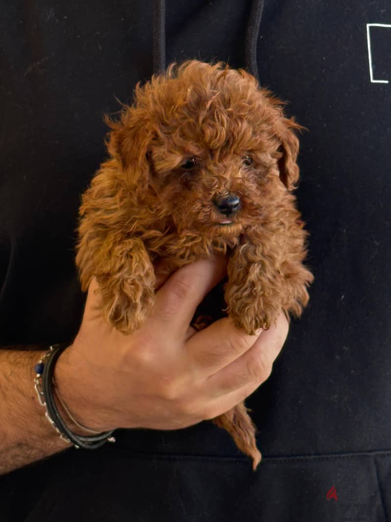 Toy Poodle Dog Puppy For Sale 2