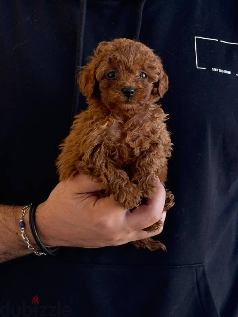 Toy Poodle Dog Puppy For Sale 3