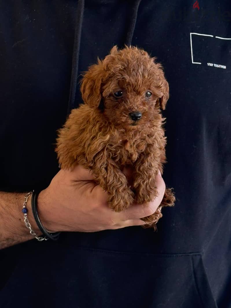 Toy Poodle Dog Puppy For Sale 4