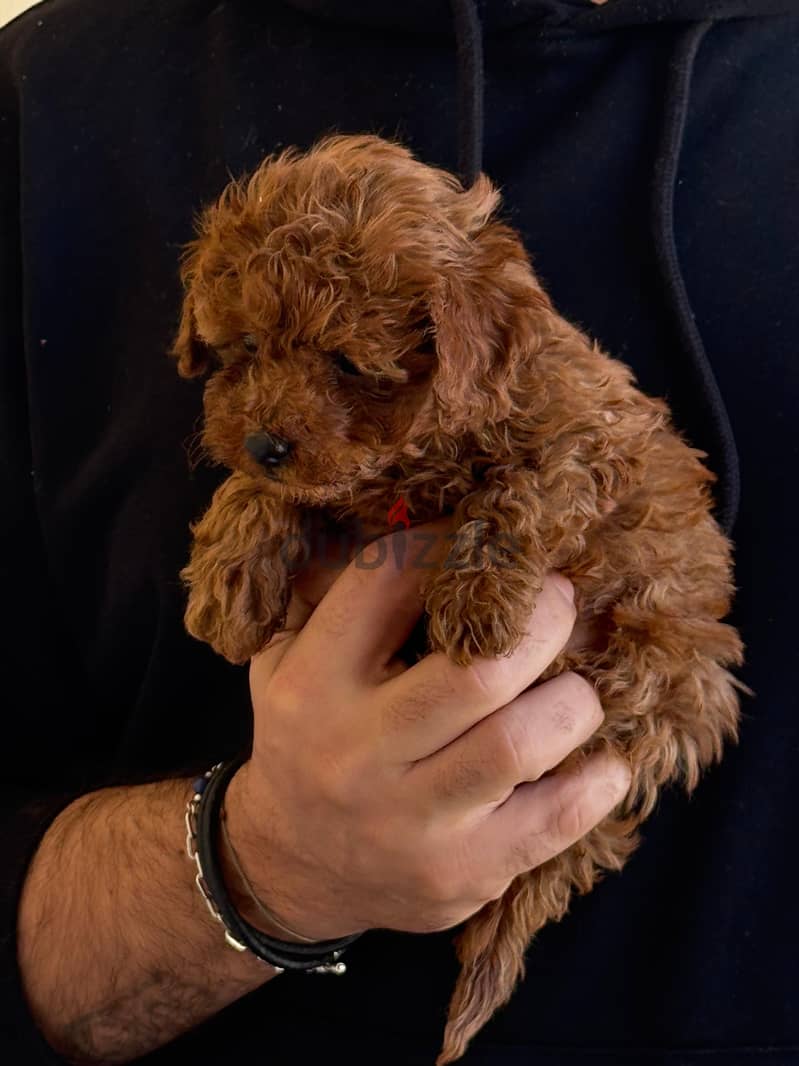 Toy Poodle Dog Puppy For Sale 5