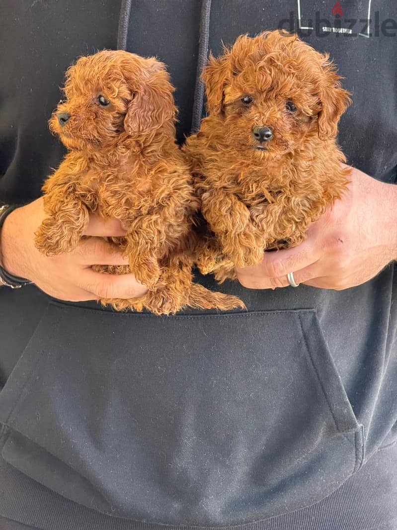 Toy Poodle Dog Puppy For Sale 6