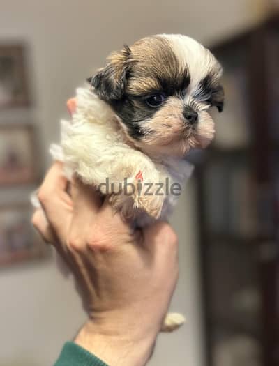 Shih Tzu Females Puppies Super Quality