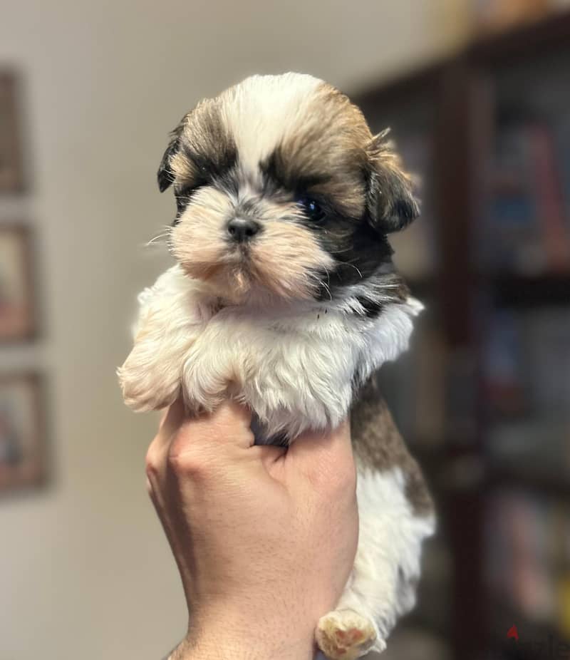 Shih Tzu Females Puppies Super Quality 1