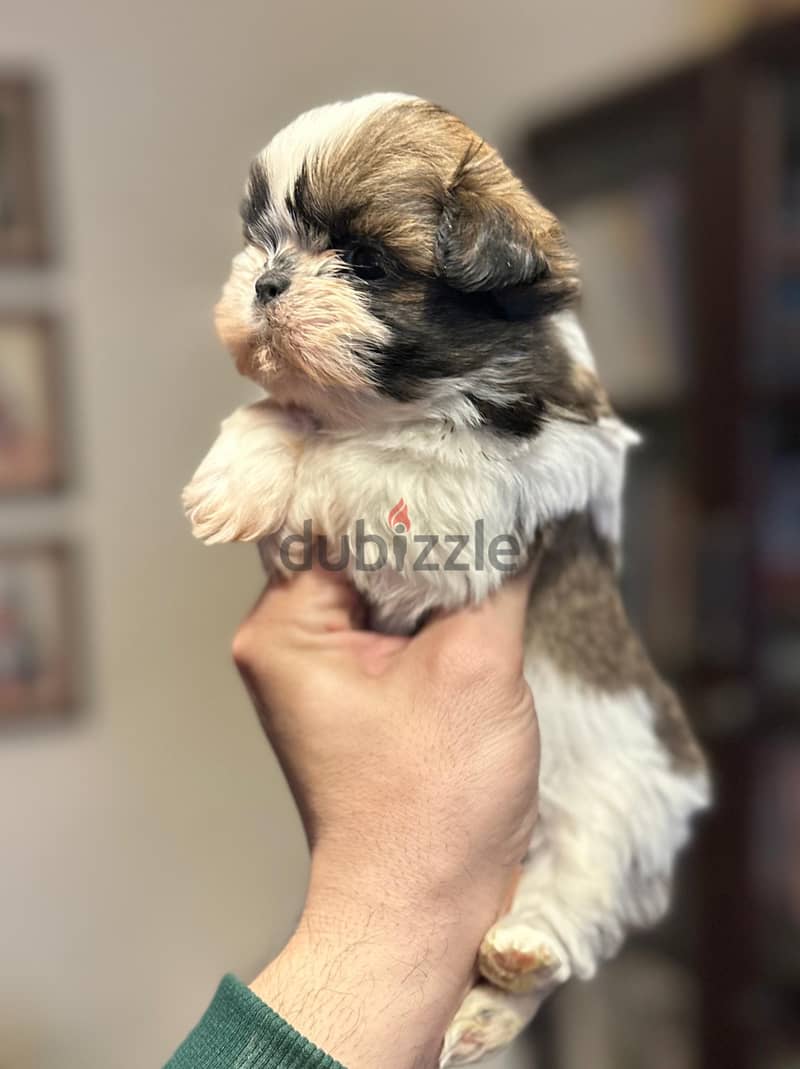 Shih Tzu Females Puppies Super Quality 2