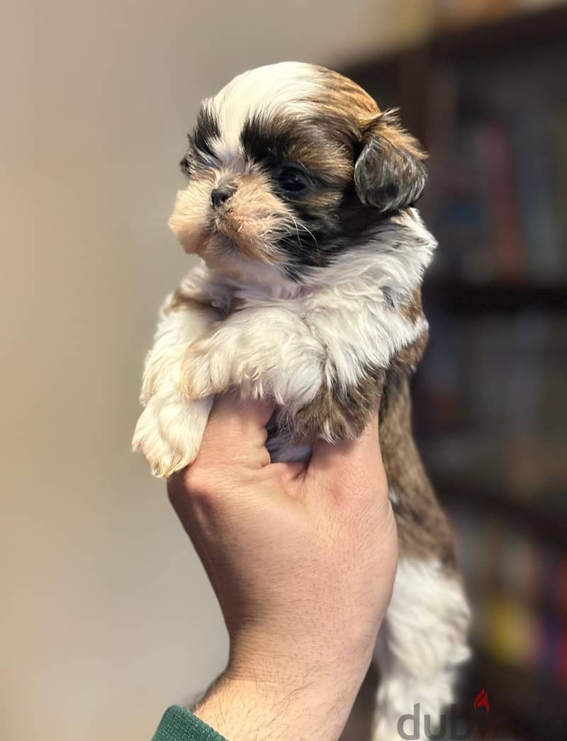 Shih Tzu Females Puppies Super Quality 3