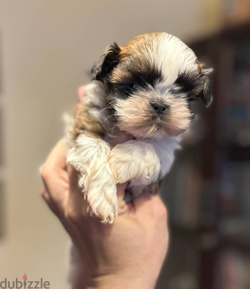 Shih Tzu Females Puppies Super Quality 4