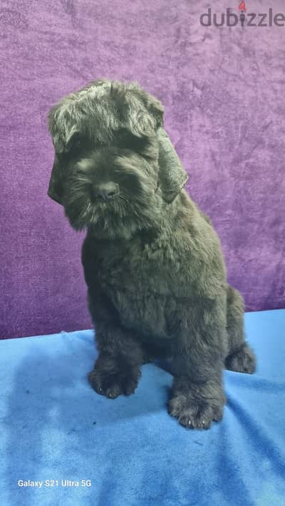 Black Russian Terrier