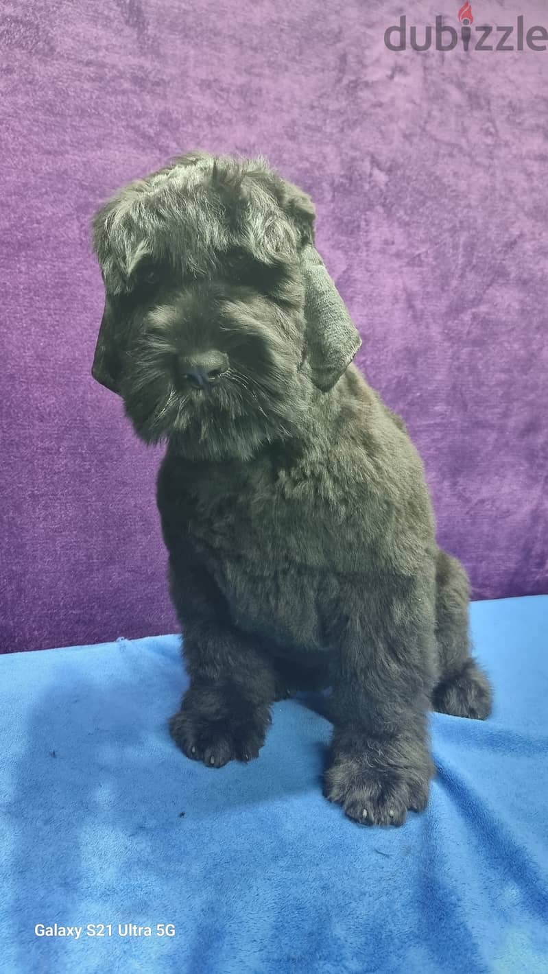 Black Russian Terrier 0